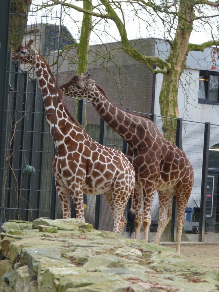 Amsterdam Zoo